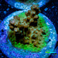 Acropora Coral -  Ultra Cherry Blossom Rosaria Acro Frag Wysiwyg B1R5B1 Acropora Coral -  Ultra Cherry Blossom Rosaria Acro Frag Wysiwyg B1R5B1 SPS Acropora Coral -  Ultra Cherry Blossom Rosaria Acro Frag Wysiwyg B1R5B1 Zeo Box Reef