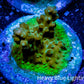 Acropora Coral -  Ultra Cherry Blossom Rosaria Acro Frag Wysiwyg B1R5B1 Acropora Coral -  Ultra Cherry Blossom Rosaria Acro Frag Wysiwyg B1R5B1 SPS Acropora Coral -  Ultra Cherry Blossom Rosaria Acro Frag Wysiwyg B1R5B1 Zeo Box Reef