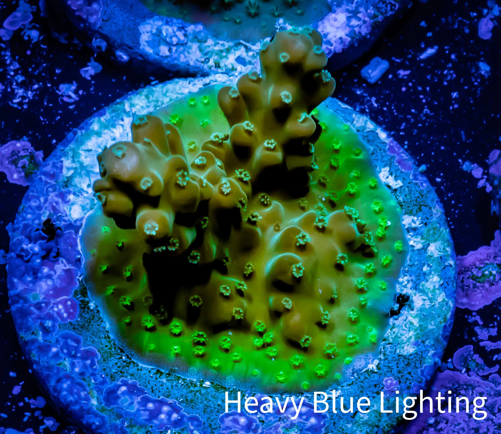 Acropora Coral -  Ultra Cherry Blossom Rosaria Acro Frag Wysiwyg B1R5B1 Acropora Coral -  Ultra Cherry Blossom Rosaria Acro Frag Wysiwyg B1R5B1 SPS Acropora Coral -  Ultra Cherry Blossom Rosaria Acro Frag Wysiwyg B1R5B1 Zeo Box Reef