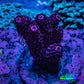 Acropora Coral - Ultra Millepora Frag  WYSIWYG A2R5B1 Acropora Coral - Ultra Millepora Frag  WYSIWYG A2R5B1 SPS Acropora Coral - Ultra Millepora Frag  WYSIWYG A2R5B1 Zeo Box Reef