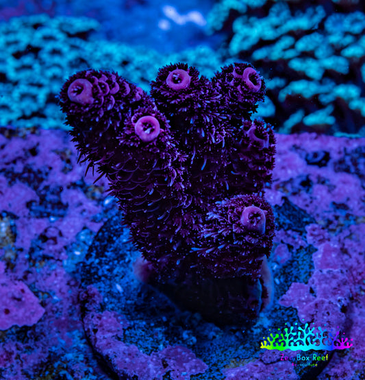 Acropora Coral - Ultra Millepora Frag  WYSIWYG A2R5B1 Acropora Coral - Ultra Millepora Frag  WYSIWYG A2R5B1 SPS Acropora Coral - Ultra Millepora Frag  WYSIWYG A2R5B1 Zeo Box Reef