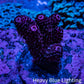 Acropora Coral - Ultra Millepora Frag  WYSIWYG A2R5B1 Acropora Coral - Ultra Millepora Frag  WYSIWYG A2R5B1 SPS Acropora Coral - Ultra Millepora Frag  WYSIWYG A2R5B1 Zeo Box Reef