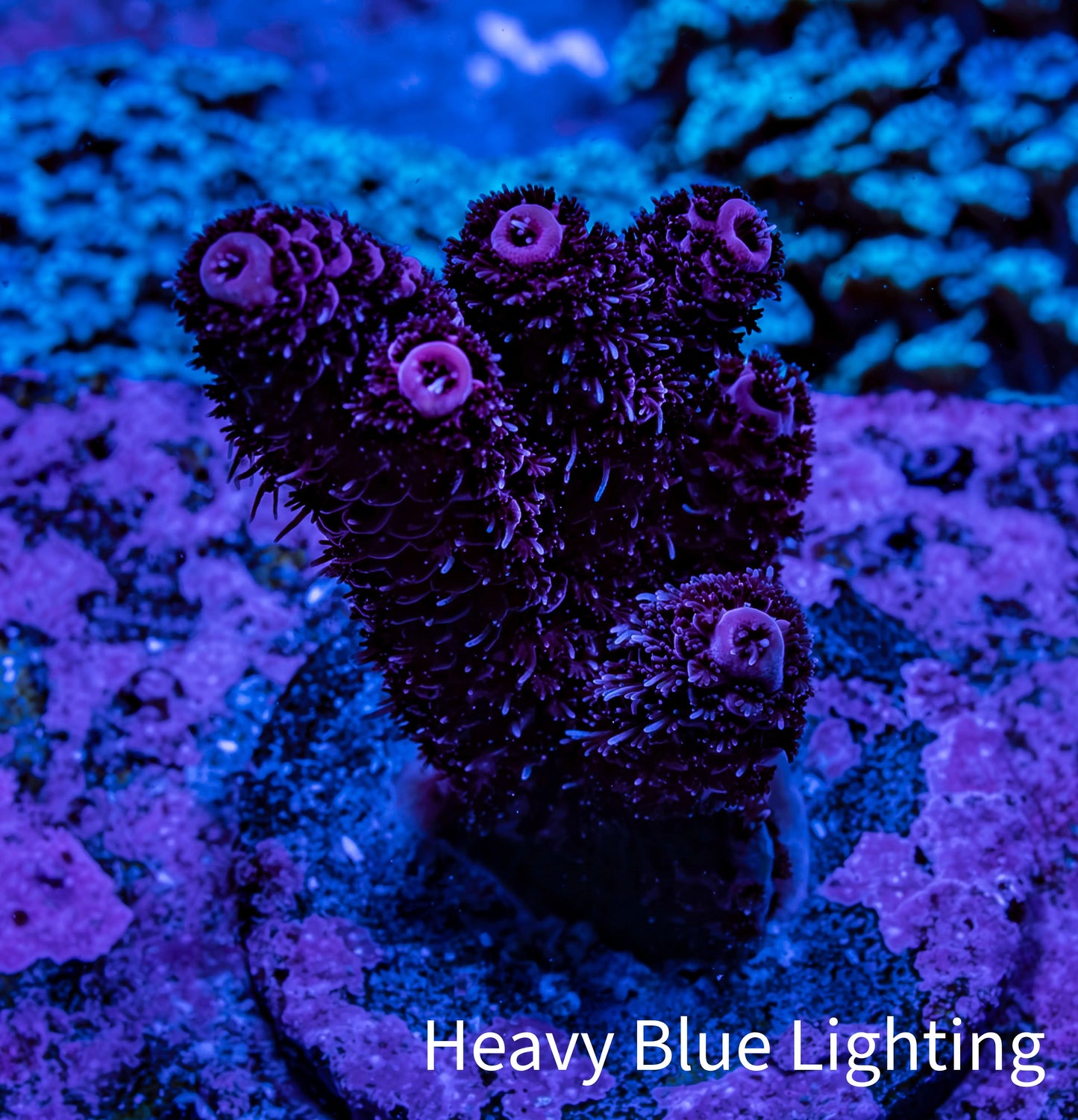 Acropora Coral - Ultra Millepora Frag  WYSIWYG A2R5B1 Acropora Coral - Ultra Millepora Frag  WYSIWYG A2R5B1 SPS Acropora Coral - Ultra Millepora Frag  WYSIWYG A2R5B1 Zeo Box Reef
