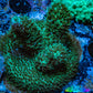 Acropora Coral -  Ultra  Millepora Frag  WYSIWYG B4R3B1 Acropora Coral -  Ultra  Millepora Frag  WYSIWYG B4R3B1 SPS Acropora Coral -  Ultra  Millepora Frag  WYSIWYG B4R3B1 Zeo Box Reef
