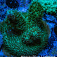 Acropora Coral -  Ultra  Millepora Frag  WYSIWYG B4R3B1 Acropora Coral -  Ultra  Millepora Frag  WYSIWYG B4R3B1 SPS Acropora Coral -  Ultra  Millepora Frag  WYSIWYG B4R3B1 Zeo Box Reef