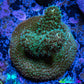 Acropora Coral -  Ultra  Millepora Frag  WYSIWYG C1R2B1 Acropora Coral -  Ultra  Millepora Frag  WYSIWYG C1R2B1 SPS Acropora Coral -  Ultra  Millepora Frag  WYSIWYG C1R2B1 Zeo Box Reef
