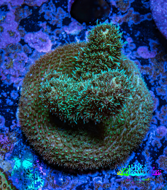 Acropora Coral -  Ultra  Millepora Frag  WYSIWYG C1R2B1 Acropora Coral -  Ultra  Millepora Frag  WYSIWYG C1R2B1 SPS Acropora Coral -  Ultra  Millepora Frag  WYSIWYG C1R2B1 Zeo Box Reef