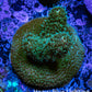 Acropora Coral -  Ultra  Millepora Frag  WYSIWYG C1R2B1 Acropora Coral -  Ultra  Millepora Frag  WYSIWYG C1R2B1 SPS Acropora Coral -  Ultra  Millepora Frag  WYSIWYG C1R2B1 Zeo Box Reef