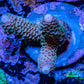 Acropora Coral -  Ultra Millepora Frag  WYSIWYG C3R2B1 Acropora Coral -  Ultra Millepora Frag  WYSIWYG C3R2B1 SPS Acropora Coral -  Ultra Millepora Frag  WYSIWYG C3R2B1 Zeo Box Reef
