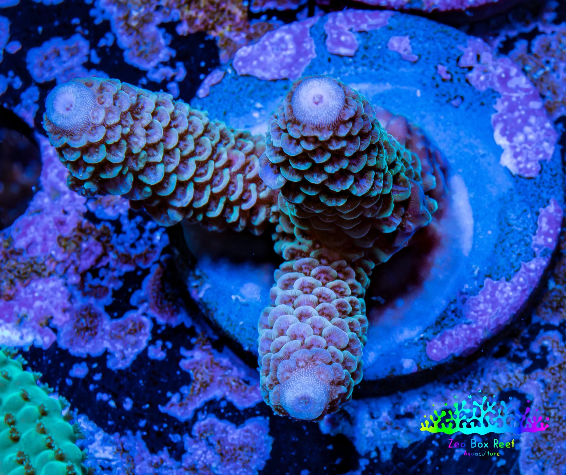 Acropora Coral -  Ultra Millepora Frag  WYSIWYG C3R2B1 Acropora Coral -  Ultra Millepora Frag  WYSIWYG C3R2B1 SPS Acropora Coral -  Ultra Millepora Frag  WYSIWYG C3R2B1 Zeo Box Reef