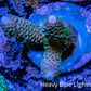 Acropora Coral -  Ultra Millepora Frag  WYSIWYG C3R2B1 Acropora Coral -  Ultra Millepora Frag  WYSIWYG C3R2B1 SPS Acropora Coral -  Ultra Millepora Frag  WYSIWYG C3R2B1 Zeo Box Reef