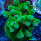 Acropora Coral - Ultra Pocillpora Frag  WYSIWYG B2R5B1 Acropora Coral - Ultra Pocillpora Frag  WYSIWYG B2R5B1 SPS Acropora Coral - Ultra Pocillpora Frag  WYSIWYG B2R5B1 Zeo Box Reef