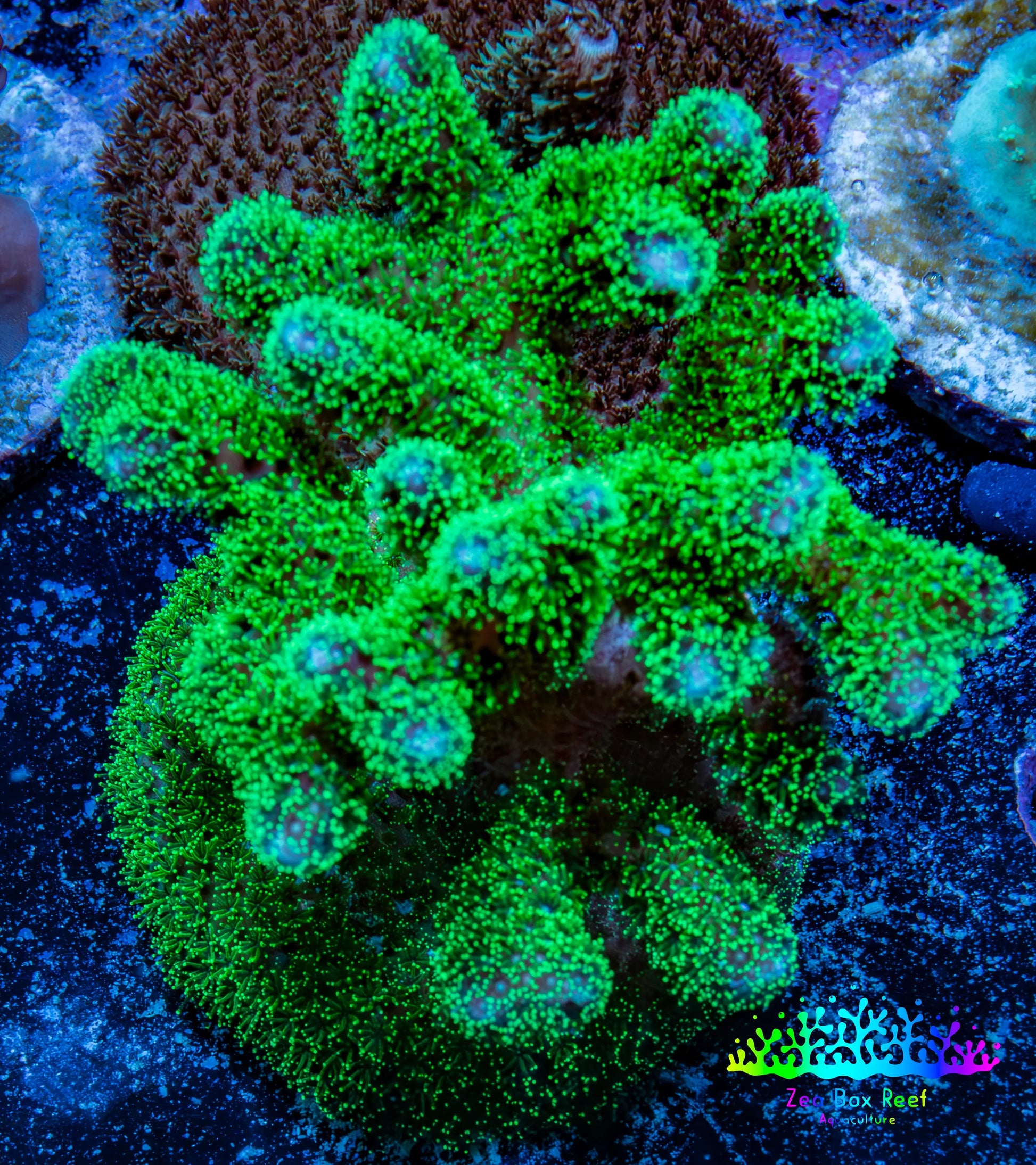 Acropora Coral - Ultra Pocillpora Frag  WYSIWYG B2R5B1 Acropora Coral - Ultra Pocillpora Frag  WYSIWYG B2R5B1 SPS Acropora Coral - Ultra Pocillpora Frag  WYSIWYG B2R5B1 Zeo Box Reef
