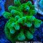 Acropora Coral - Ultra Pocillpora Frag  WYSIWYG B2R5B1 Acropora Coral - Ultra Pocillpora Frag  WYSIWYG B2R5B1 SPS Acropora Coral - Ultra Pocillpora Frag  WYSIWYG B2R5B1 Zeo Box Reef