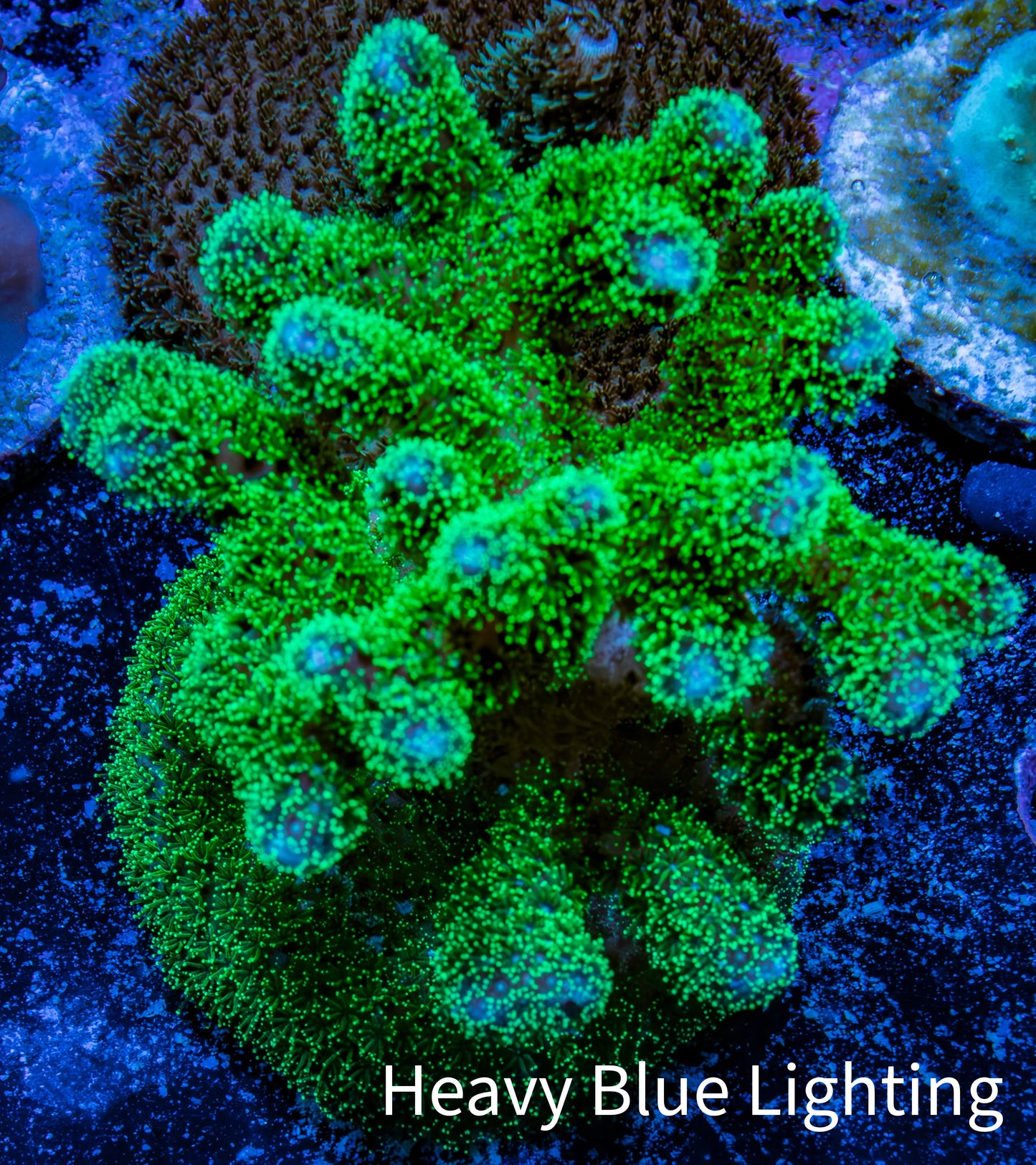 Acropora Coral - Ultra Pocillpora Frag  WYSIWYG B2R5B1 Acropora Coral - Ultra Pocillpora Frag  WYSIWYG B2R5B1 SPS Acropora Coral - Ultra Pocillpora Frag  WYSIWYG B2R5B1 Zeo Box Reef