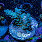 Acropora Coral - Ultra Sarmentosa Acro Frag  WYSIWYG A4R5B1 Acropora Coral - Ultra Sarmentosa Acro Frag  WYSIWYG A4R5B1 SPS Acropora Coral - Ultra Sarmentosa Acro Frag  WYSIWYG A4R5B1 Zeo Box Reef