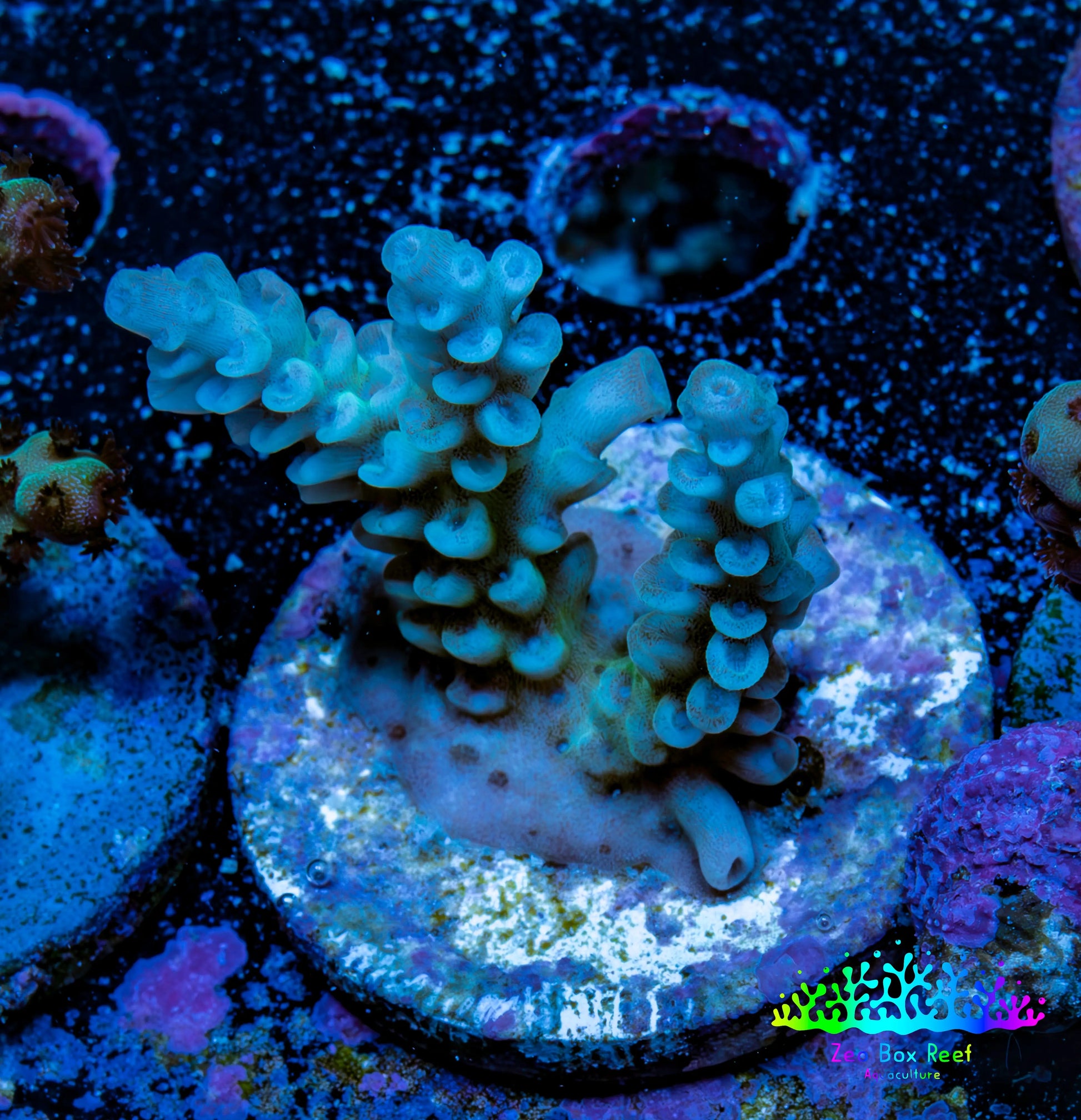 Acropora Coral - Ultra Sarmentosa Acro Frag  WYSIWYG A4R5B1 Acropora Coral - Ultra Sarmentosa Acro Frag  WYSIWYG A4R5B1 SPS Acropora Coral - Ultra Sarmentosa Acro Frag  WYSIWYG A4R5B1 Zeo Box Reef