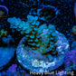 Acropora Coral - Ultra Sarmentosa Acro Frag  WYSIWYG A4R5B1 Acropora Coral - Ultra Sarmentosa Acro Frag  WYSIWYG A4R5B1 SPS Acropora Coral - Ultra Sarmentosa Acro Frag  WYSIWYG A4R5B1 Zeo Box Reef