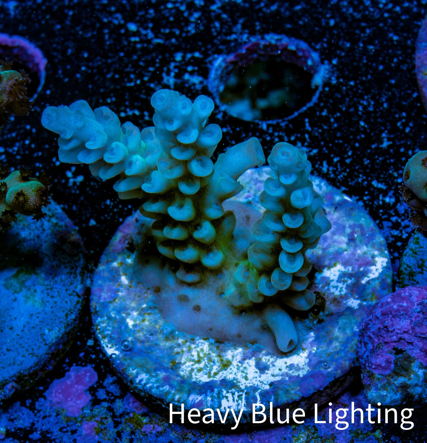 Acropora Coral - Ultra Sarmentosa Acro Frag  WYSIWYG A4R5B1 Acropora Coral - Ultra Sarmentosa Acro Frag  WYSIWYG A4R5B1 SPS Acropora Coral - Ultra Sarmentosa Acro Frag  WYSIWYG A4R5B1 Zeo Box Reef