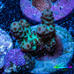 Acropora Coral - Ultra Sarmentosa Acro Frag  WYSIWYG Acropora Coral - Ultra Sarmentosa Acro Frag  WYSIWYG SPS Acropora Coral - Ultra Sarmentosa Acro Frag  WYSIWYG Zeo Box Reef