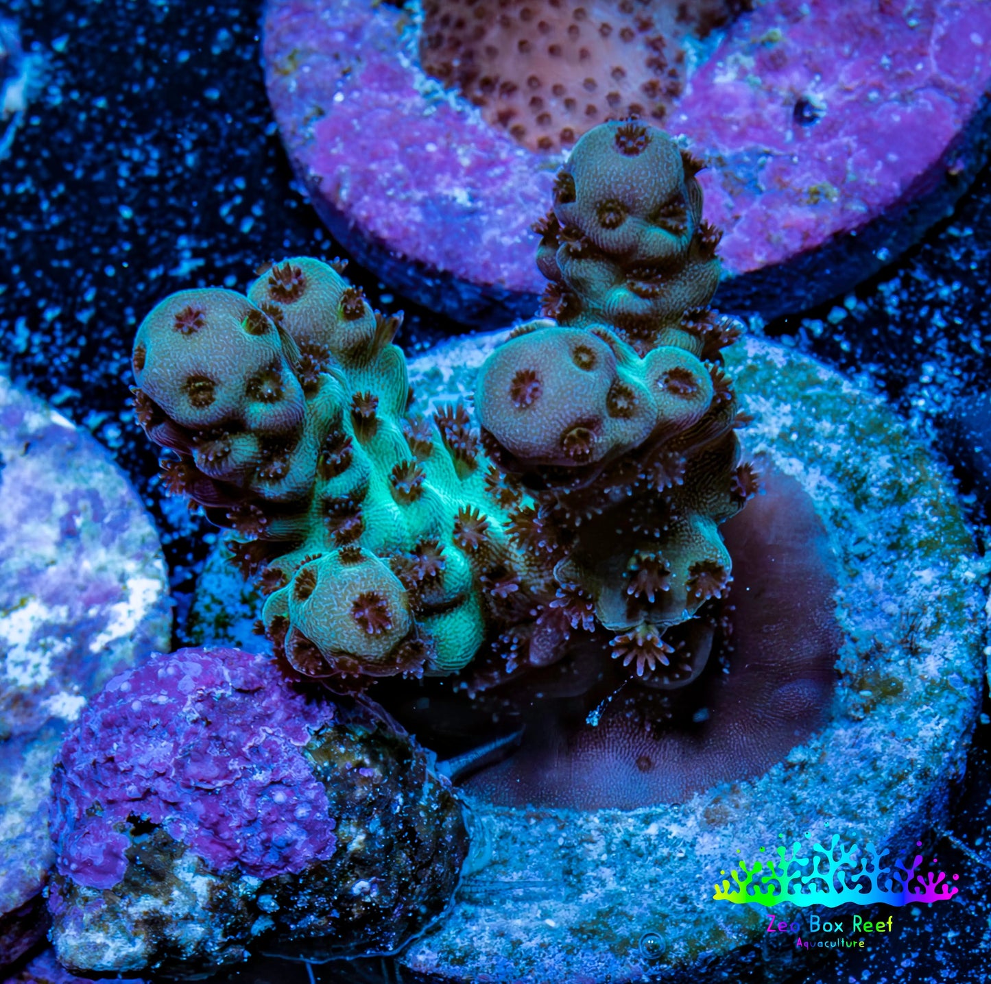 Acropora Coral - Ultra Sarmentosa Acro Frag  WYSIWYG Acropora Coral - Ultra Sarmentosa Acro Frag  WYSIWYG SPS Acropora Coral - Ultra Sarmentosa Acro Frag  WYSIWYG Zeo Box Reef