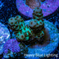 Acropora Coral - Ultra Sarmentosa Acro Frag  WYSIWYG Acropora Coral - Ultra Sarmentosa Acro Frag  WYSIWYG SPS Acropora Coral - Ultra Sarmentosa Acro Frag  WYSIWYG Zeo Box Reef