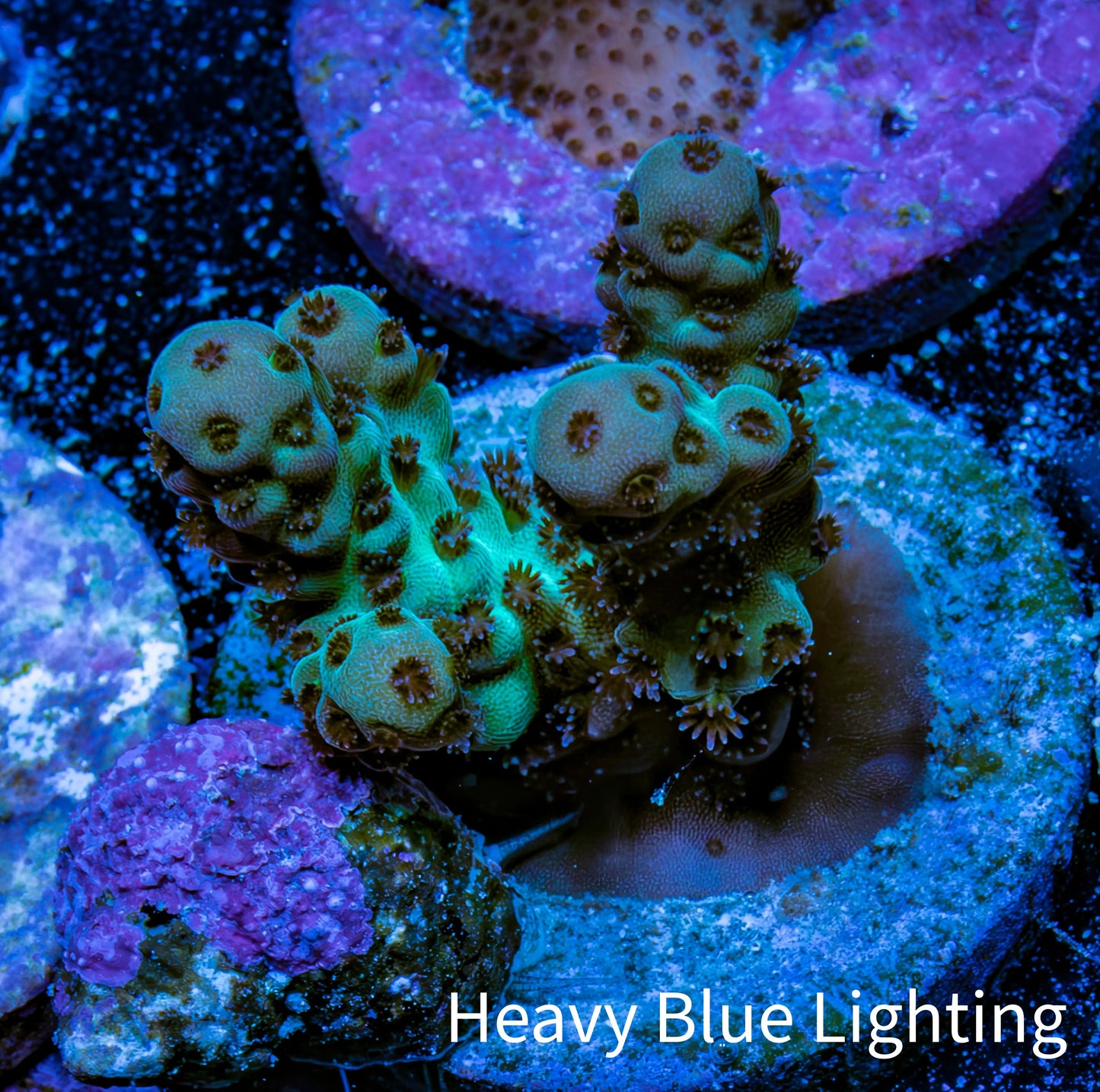 Acropora Coral - Ultra Sarmentosa Acro Frag  WYSIWYG Acropora Coral - Ultra Sarmentosa Acro Frag  WYSIWYG SPS Acropora Coral - Ultra Sarmentosa Acro Frag  WYSIWYG Zeo Box Reef