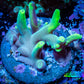 Acropora Coral -  Ultra Smooth Skin  Acro Frag WYSIWYG B1R3B1 Acropora Coral -  Ultra Smooth Skin  Acro Frag WYSIWYG B1R3B1 SPS Acropora Coral -  Ultra Smooth Skin  Acro Frag WYSIWYG B1R3B1 Zeo Box Reef