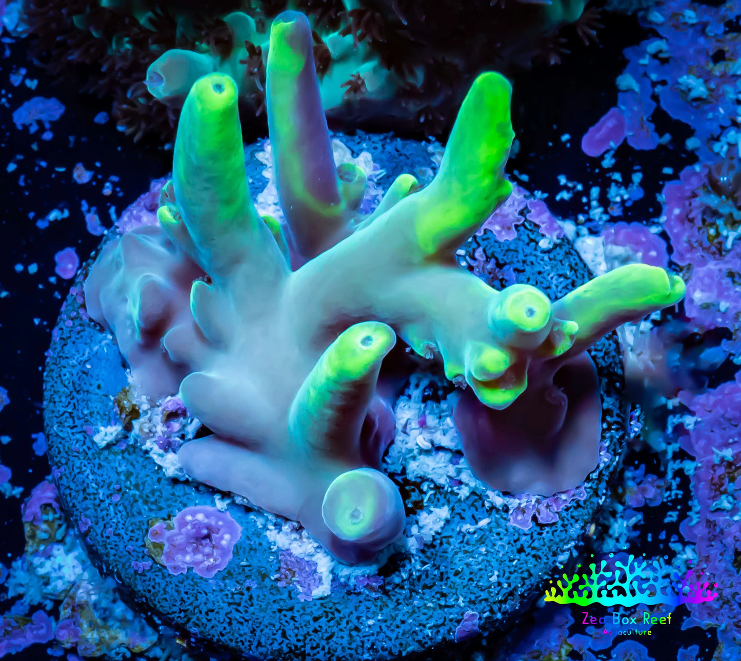 Acropora Coral -  Ultra Smooth Skin  Acro Frag WYSIWYG B1R3B1 Acropora Coral -  Ultra Smooth Skin  Acro Frag WYSIWYG B1R3B1 SPS Acropora Coral -  Ultra Smooth Skin  Acro Frag WYSIWYG B1R3B1 Zeo Box Reef