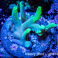 Acropora Coral -  Ultra Smooth Skin  Acro Frag WYSIWYG B1R3B1 Acropora Coral -  Ultra Smooth Skin  Acro Frag WYSIWYG B1R3B1 SPS Acropora Coral -  Ultra Smooth Skin  Acro Frag WYSIWYG B1R3B1 Zeo Box Reef