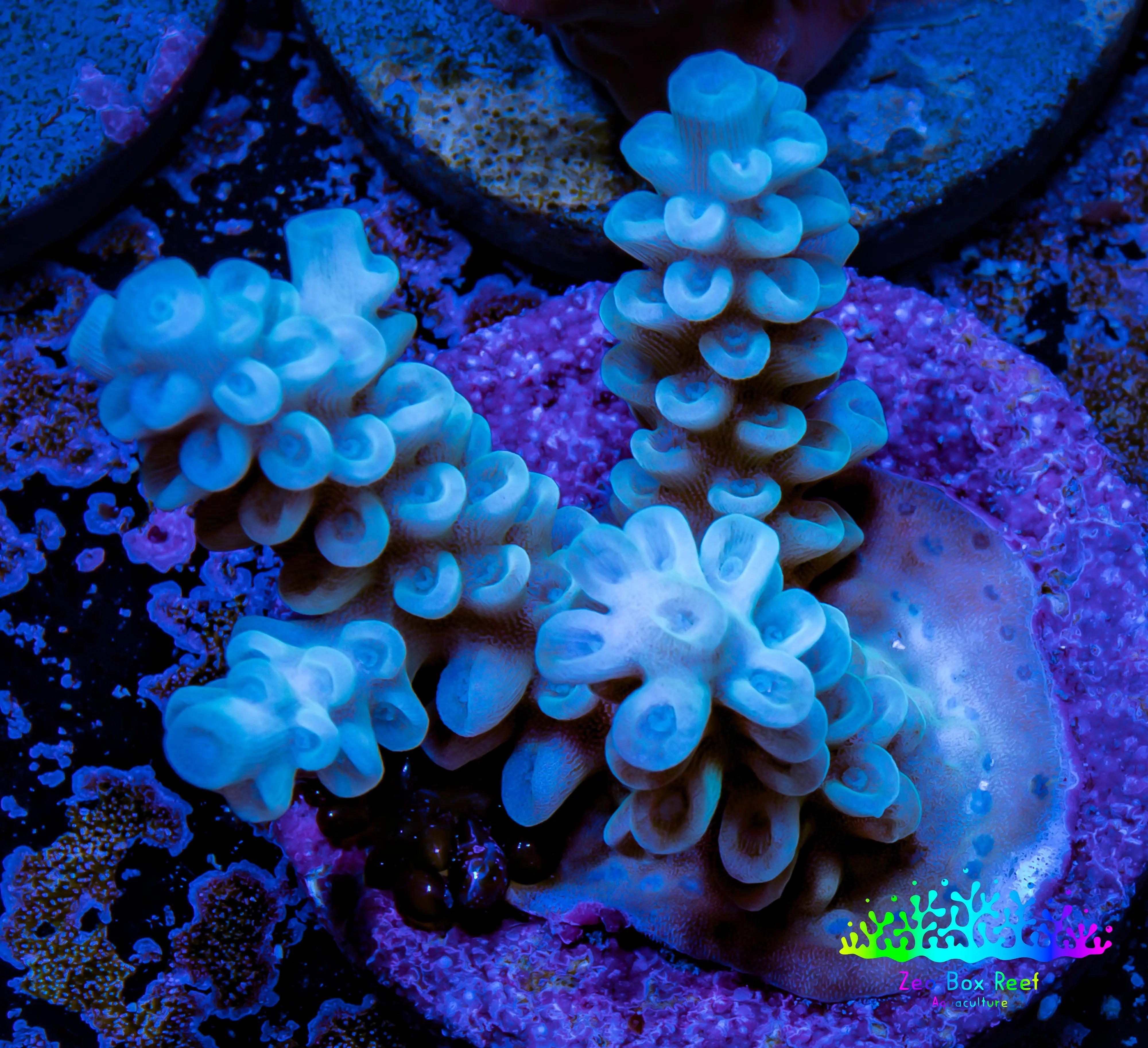 Buy Acropora Coral Frag - Zeo Box Reef Aquaculture Australia