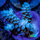 Acropora Coral -  Ultra Tenuis  Acro Frag  WYSIWYG B4R2B1 Acropora Coral -  Ultra Tenuis  Acro Frag  WYSIWYG B4R2B1 SPS Acropora Coral -  Ultra Tenuis  Acro Frag  WYSIWYG B4R2B1 Zeo Box Reef