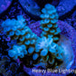 Acropora Coral -  Ultra Tenuis  Acro Frag  WYSIWYG B4R2B1 Acropora Coral -  Ultra Tenuis  Acro Frag  WYSIWYG B4R2B1 SPS Acropora Coral -  Ultra Tenuis  Acro Frag  WYSIWYG B4R2B1 Zeo Box Reef