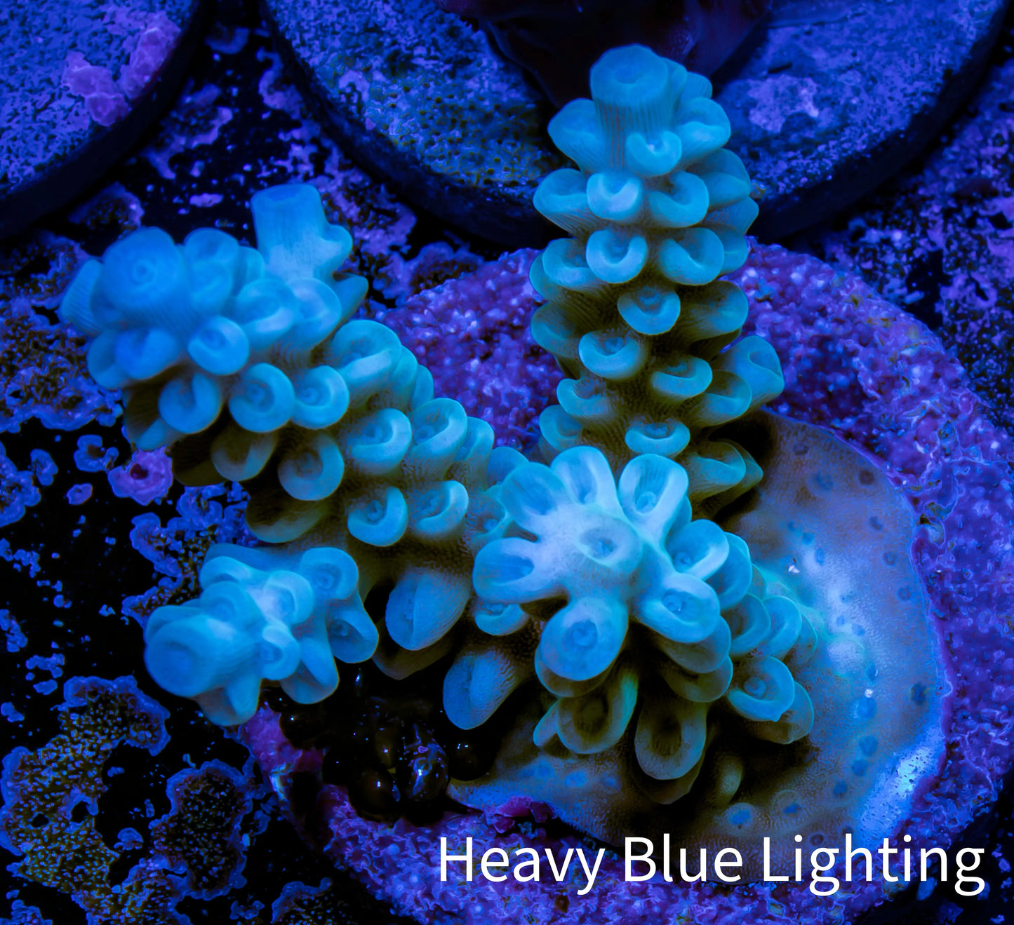 Acropora Coral -  Ultra Tenuis  Acro Frag  WYSIWYG B4R2B1 Acropora Coral -  Ultra Tenuis  Acro Frag  WYSIWYG B4R2B1 SPS Acropora Coral -  Ultra Tenuis  Acro Frag  WYSIWYG B4R2B1 Zeo Box Reef