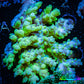 Acropora Coral -  Ultra Wild Acro WYSIWYG A1R2B1 Acropora Coral -  Ultra Wild Acro WYSIWYG A1R2B1 SPS Acropora Coral -  Ultra Wild Acro WYSIWYG A1R2B1 Zeo Box Reef