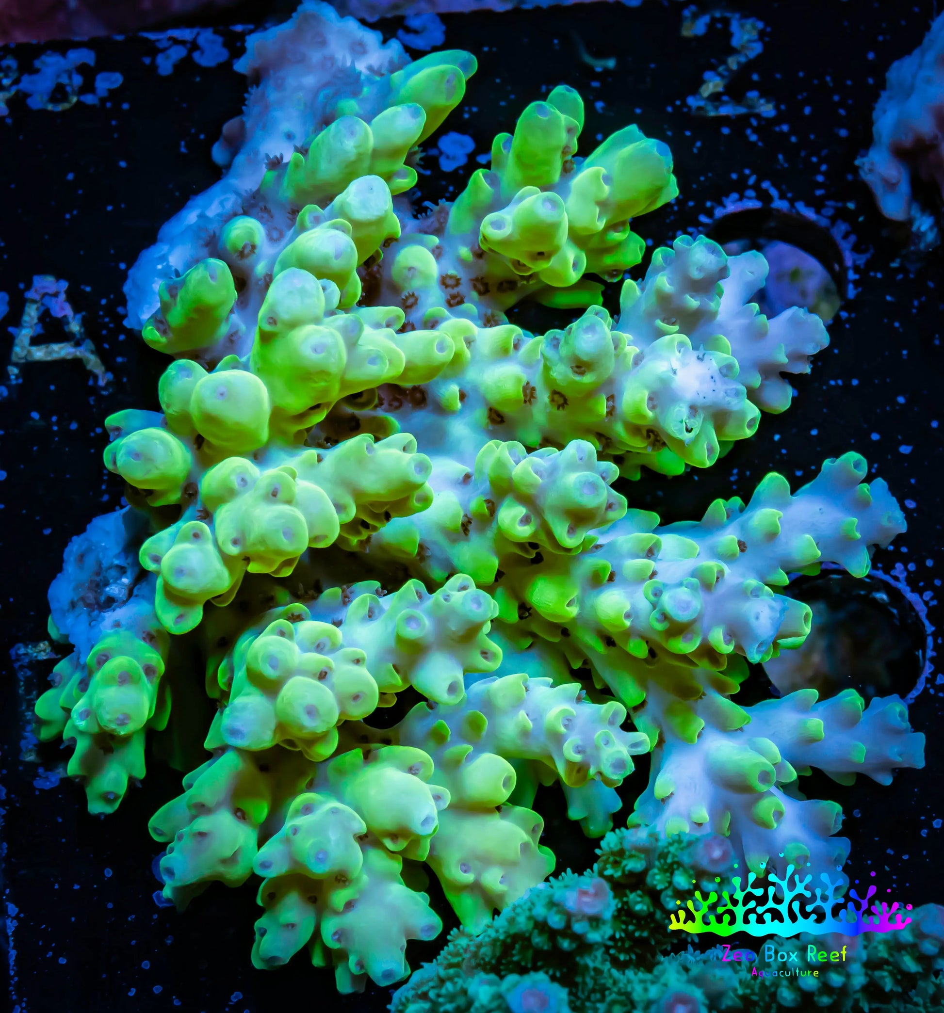 Acropora Coral -  Ultra Wild Acro WYSIWYG A1R2B1 Acropora Coral -  Ultra Wild Acro WYSIWYG A1R2B1 SPS Acropora Coral -  Ultra Wild Acro WYSIWYG A1R2B1 Zeo Box Reef