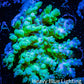 Acropora Coral -  Ultra Wild Acro WYSIWYG A1R2B1 Acropora Coral -  Ultra Wild Acro WYSIWYG A1R2B1 SPS Acropora Coral -  Ultra Wild Acro WYSIWYG A1R2B1 Zeo Box Reef