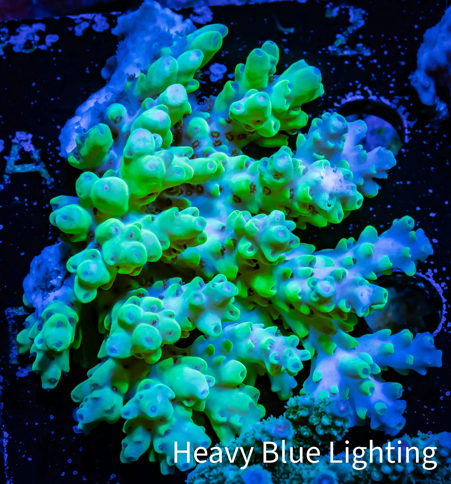 Acropora Coral -  Ultra Wild Acro WYSIWYG A1R2B1 Acropora Coral -  Ultra Wild Acro WYSIWYG A1R2B1 SPS Acropora Coral -  Ultra Wild Acro WYSIWYG A1R2B1 Zeo Box Reef