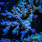 Acropora Coral -  Ultra Wild Acro WYSIWYG A1R5B1 Acropora Coral -  Ultra Wild Acro WYSIWYG A1R5B1 SPS Acropora Coral -  Ultra Wild Acro WYSIWYG A1R5B1 Zeo Box Reef