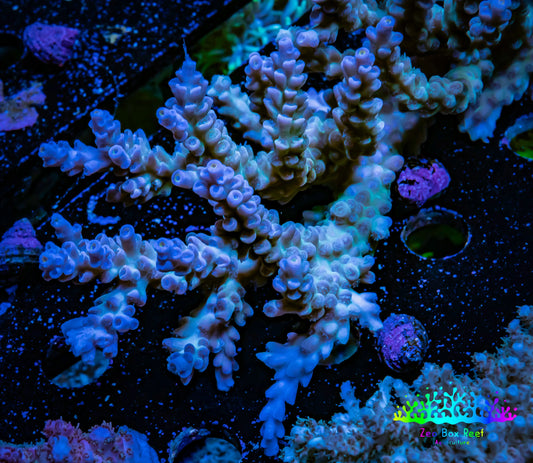 Acropora Coral -  Ultra Wild Acro WYSIWYG A1R5B1 Acropora Coral -  Ultra Wild Acro WYSIWYG A1R5B1 SPS Acropora Coral -  Ultra Wild Acro WYSIWYG A1R5B1 Zeo Box Reef