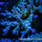 Acropora Coral -  Ultra Wild Acro WYSIWYG A1R5B1 Acropora Coral -  Ultra Wild Acro WYSIWYG A1R5B1 SPS Acropora Coral -  Ultra Wild Acro WYSIWYG A1R5B1 Zeo Box Reef