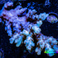 Acropora Coral -  Ultra Wild Acro WYSIWYG A2R2B1 Acropora Coral -  Ultra Wild Acro WYSIWYG A2R2B1 SPS Acropora Coral -  Ultra Wild Acro WYSIWYG A2R2B1 Zeo Box Reef