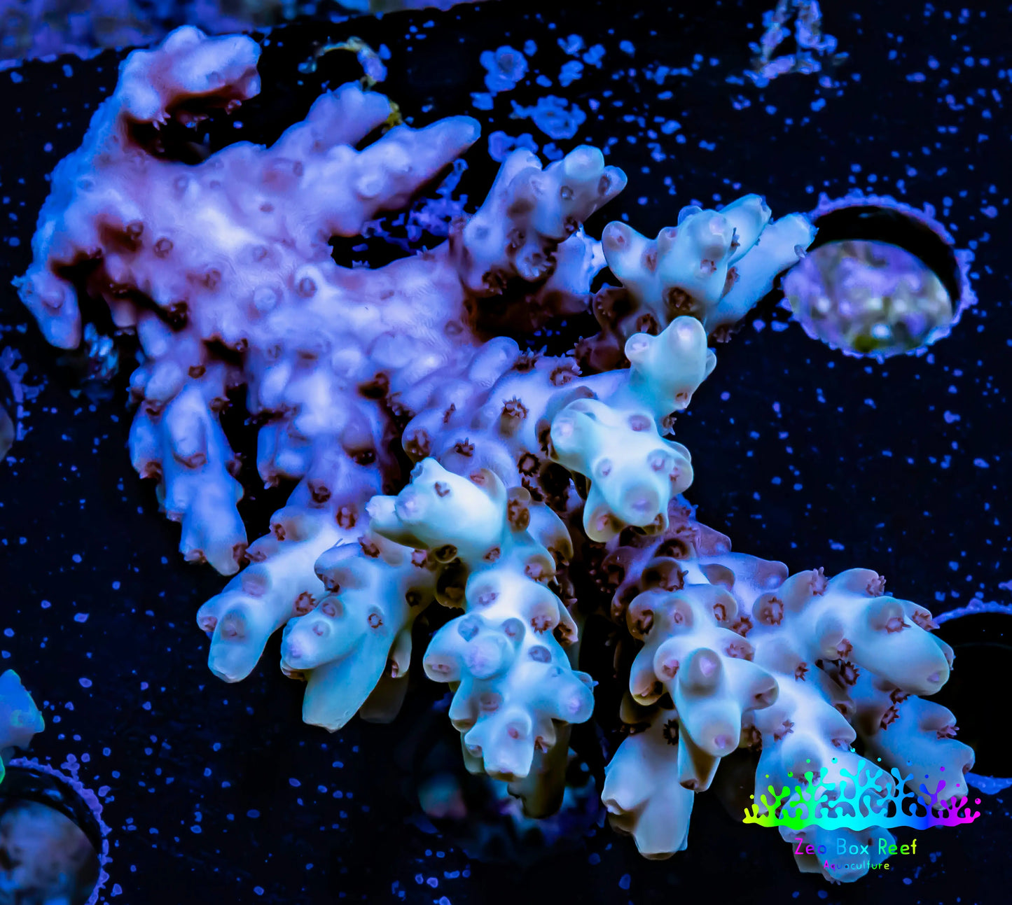 Acropora Coral -  Ultra Wild Acro WYSIWYG A2R2B1 Acropora Coral -  Ultra Wild Acro WYSIWYG A2R2B1 SPS Acropora Coral -  Ultra Wild Acro WYSIWYG A2R2B1 Zeo Box Reef