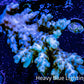Acropora Coral -  Ultra Wild Acro WYSIWYG A2R2B1 Acropora Coral -  Ultra Wild Acro WYSIWYG A2R2B1 SPS Acropora Coral -  Ultra Wild Acro WYSIWYG A2R2B1 Zeo Box Reef