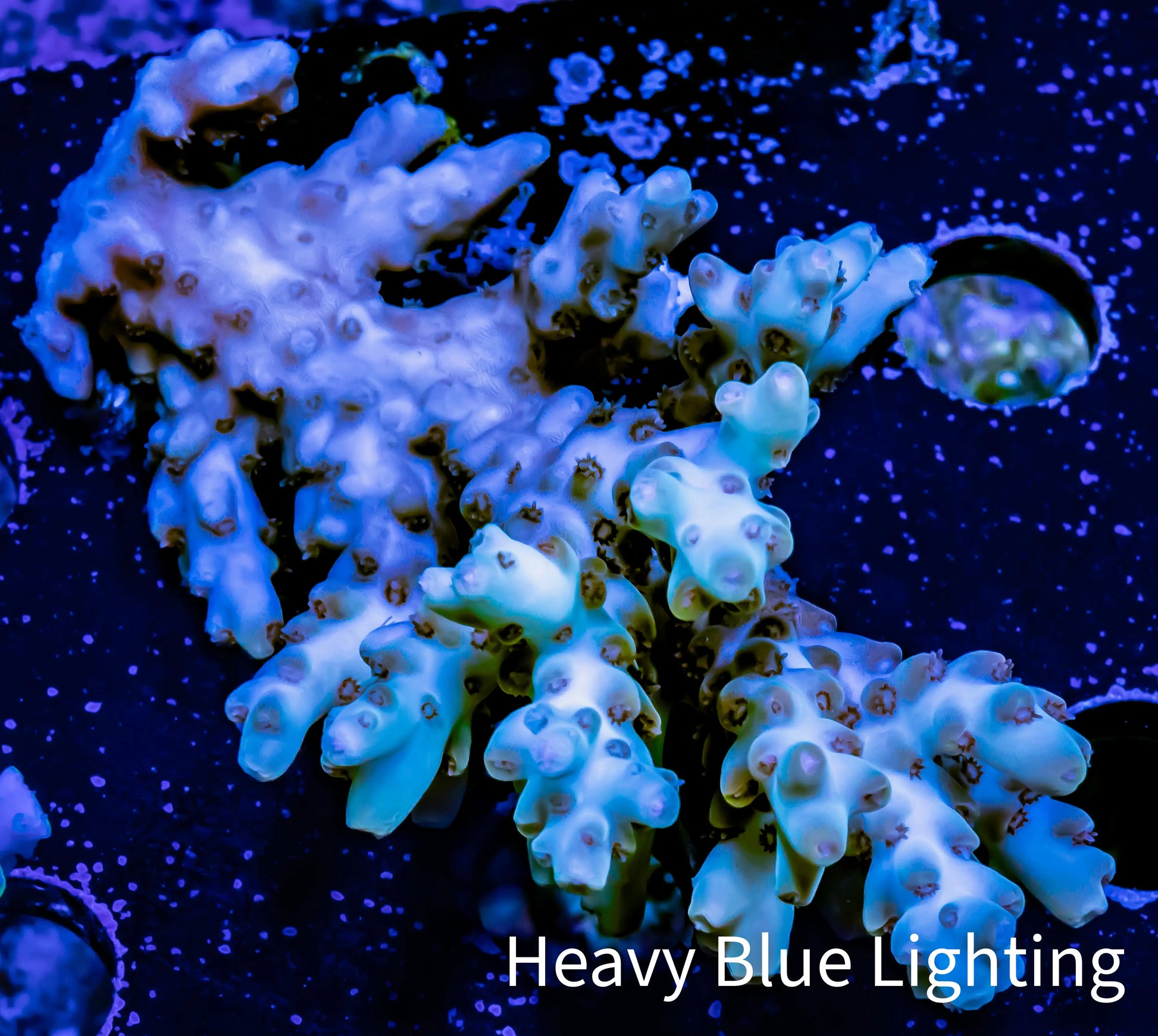 Acropora Coral -  Ultra Wild Acro WYSIWYG A2R2B1 Acropora Coral -  Ultra Wild Acro WYSIWYG A2R2B1 SPS Acropora Coral -  Ultra Wild Acro WYSIWYG A2R2B1 Zeo Box Reef