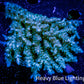 Acropora Coral -  Ultra Wild Acro WYSIWYG A2R5B1 Acropora Coral -  Ultra Wild Acro WYSIWYG A2R5B1 SPS Acropora Coral -  Ultra Wild Acro WYSIWYG A2R5B1 Zeo Box Reef