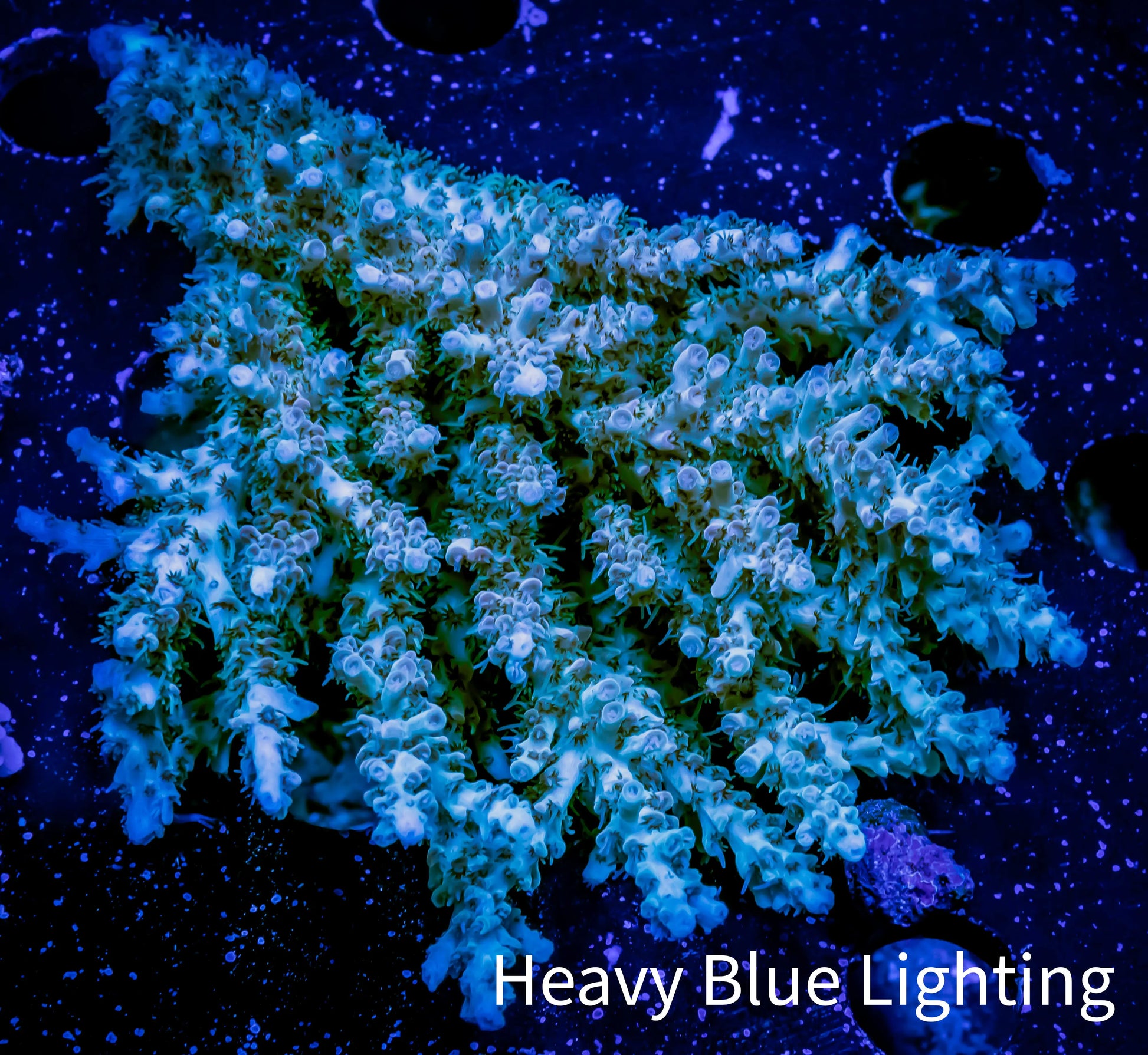 Acropora Coral -  Ultra Wild Acro WYSIWYG A2R5B1 Acropora Coral -  Ultra Wild Acro WYSIWYG A2R5B1 SPS Acropora Coral -  Ultra Wild Acro WYSIWYG A2R5B1 Zeo Box Reef