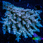 Acropora Coral -  Ultra Wild Acro WYSIWYG A2R5B1 Acropora Coral -  Ultra Wild Acro WYSIWYG A2R5B1 SPS Acropora Coral -  Ultra Wild Acro WYSIWYG A2R5B1 Zeo Box Reef