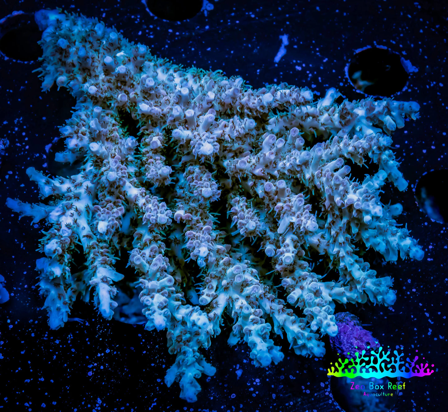 Acropora Coral -  Ultra Wild Acro WYSIWYG A2R5B1 Acropora Coral -  Ultra Wild Acro WYSIWYG A2R5B1 SPS Acropora Coral -  Ultra Wild Acro WYSIWYG A2R5B1 Zeo Box Reef