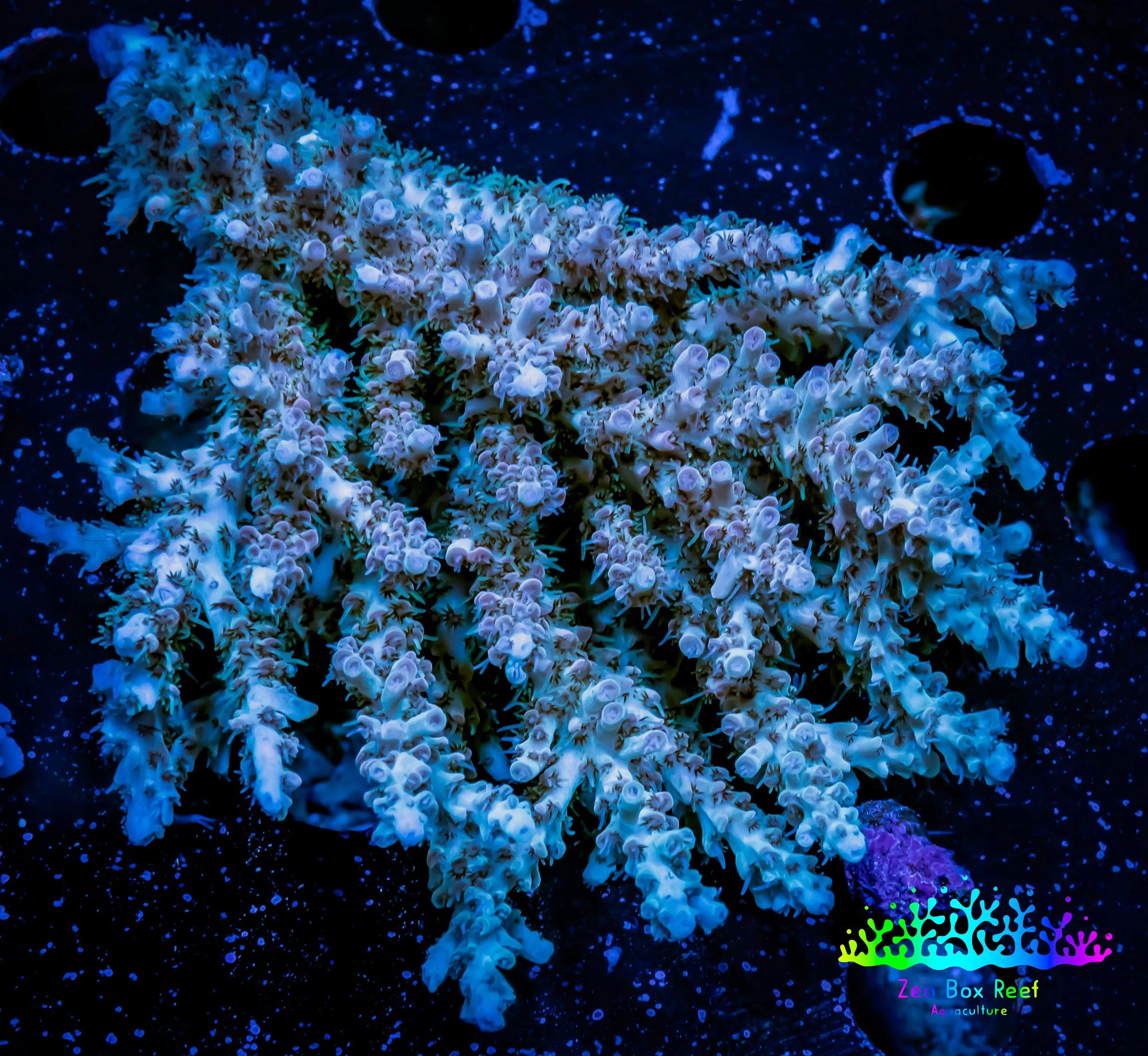 Acropora Coral -  Ultra Wild Acro WYSIWYG A2R5B1 Acropora Coral -  Ultra Wild Acro WYSIWYG A2R5B1 SPS Acropora Coral -  Ultra Wild Acro WYSIWYG A2R5B1 Zeo Box Reef